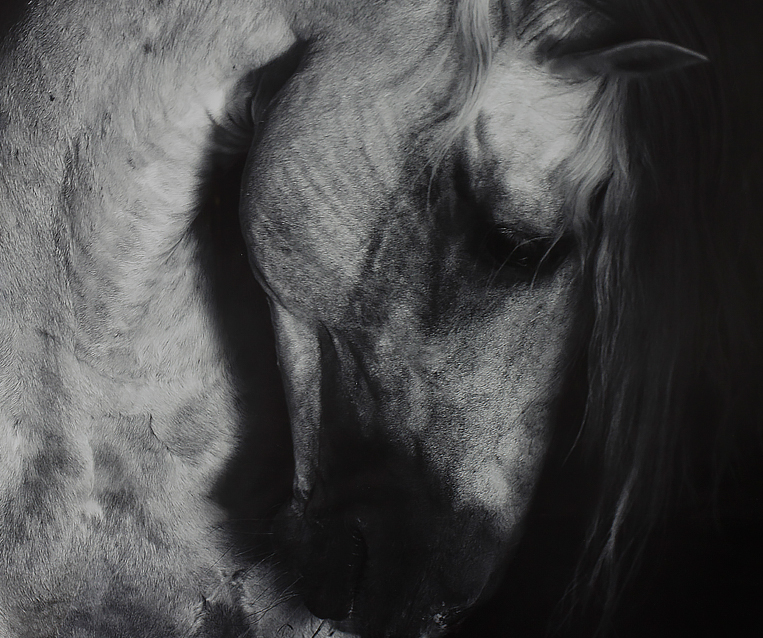 Tranh Grey Horse - Large